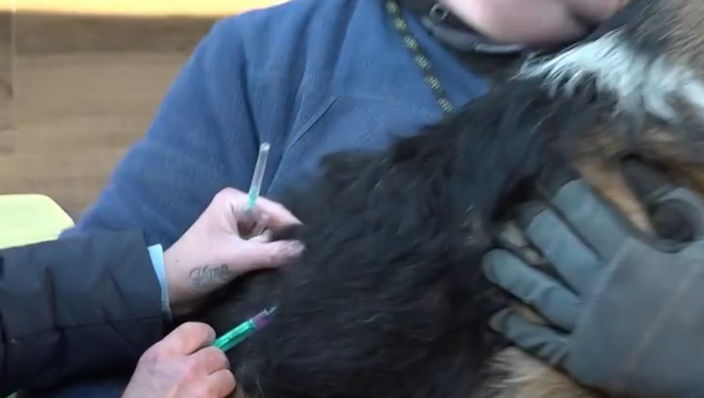 Šteniatka niekto vyhodil vo vreci do lesa 5