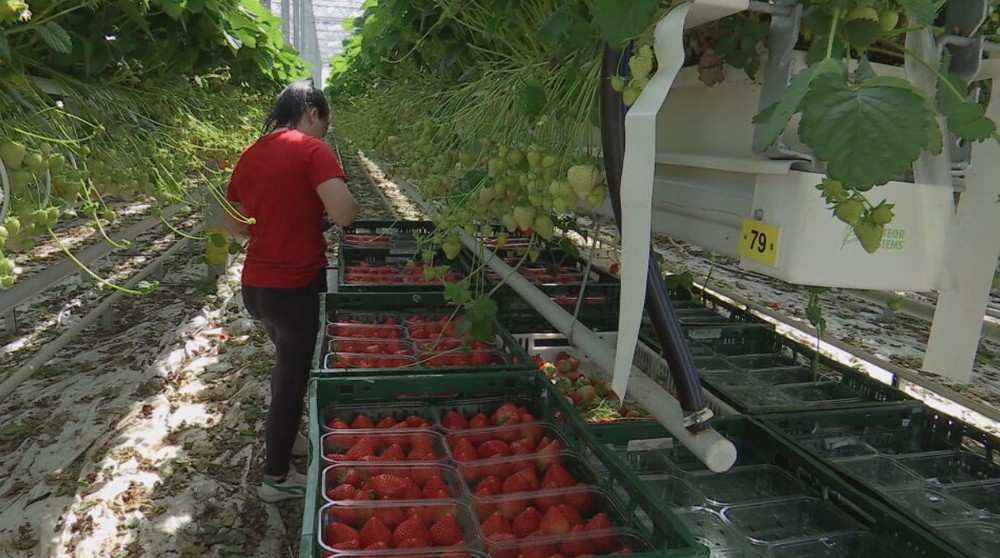 jahodový skleník (3)