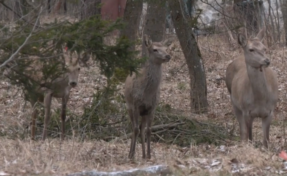 Screenshot 2024-05-17 092500