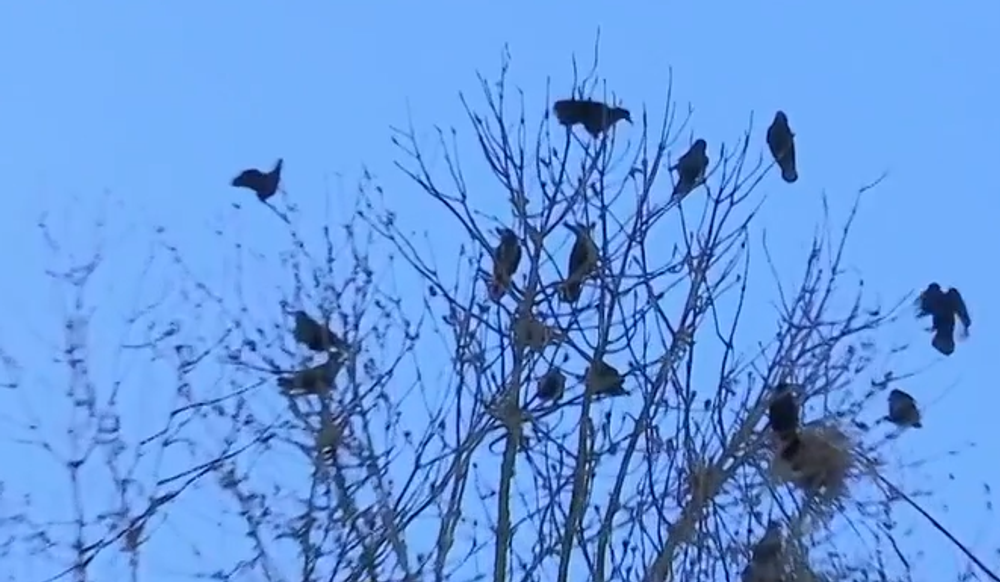 Havrany v Nových Zámkoch 8