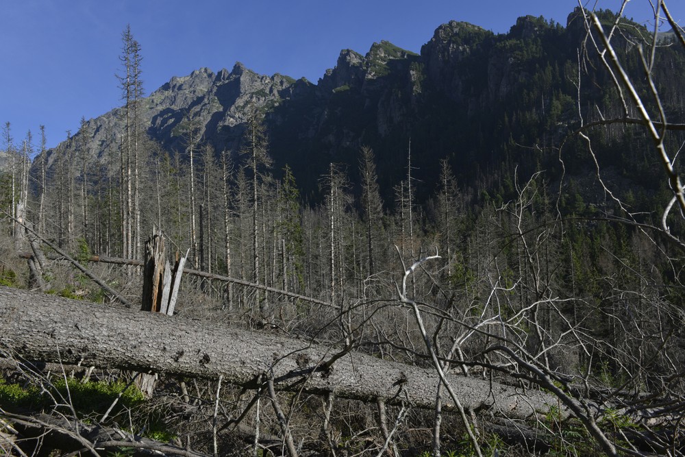 Lykožrútová kalamita sa šíri ďalej (5)