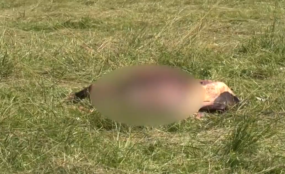 Screenshot 2024-07-11 093351