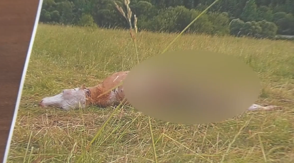 Screenshot 2024-07-11 093448