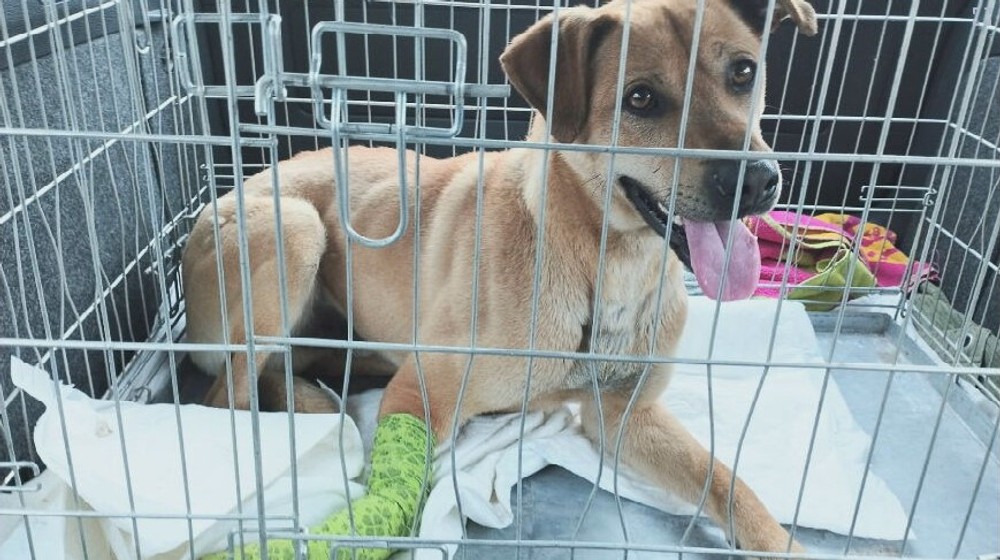 KN Zneuzite tyrane zvierata (5)