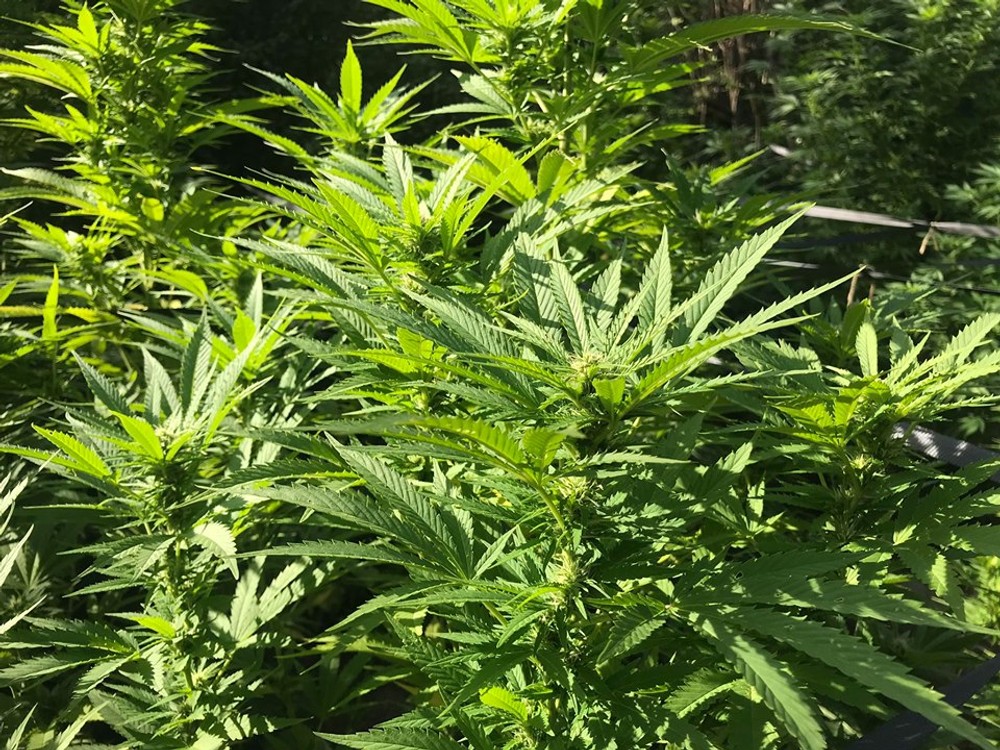 Kriminalisti chytili pestovateľa marihuany priamo v jeho záhradke