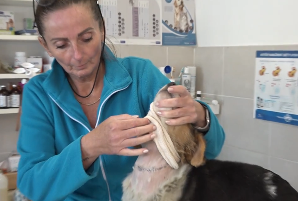 Snímka obrazovky 2024-10-03 173725