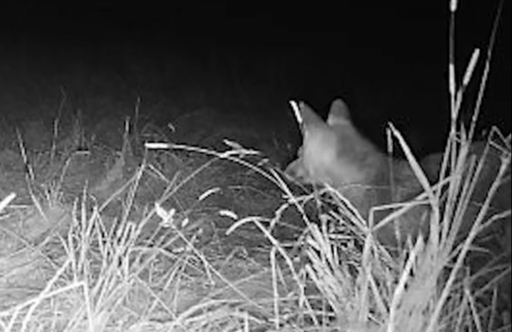 Screenshot 2024-07-11 093502