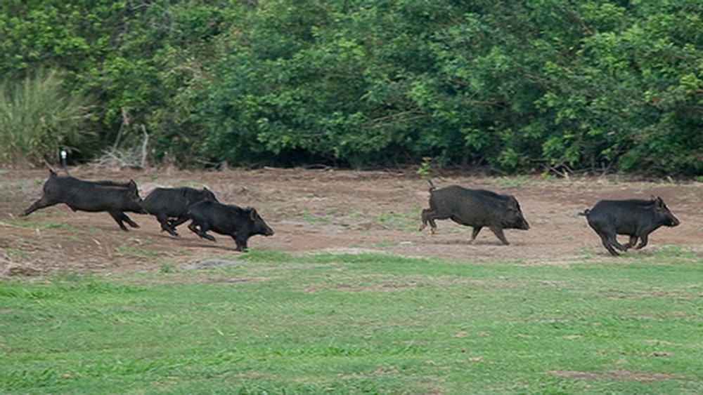 Diviaky, bežia, päť, les