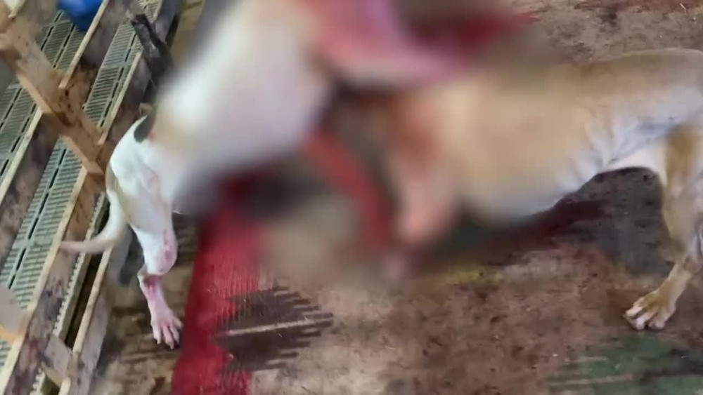 [multi] Psie zápasy 14039