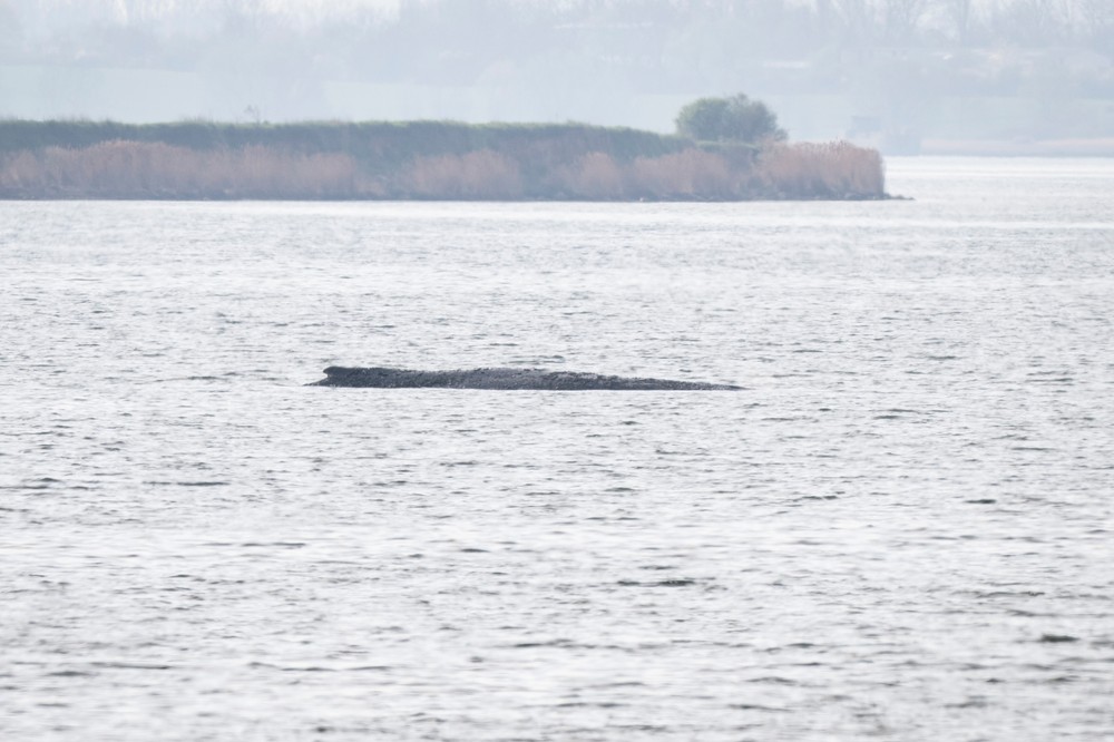 Germany_Whale_Rescue266680