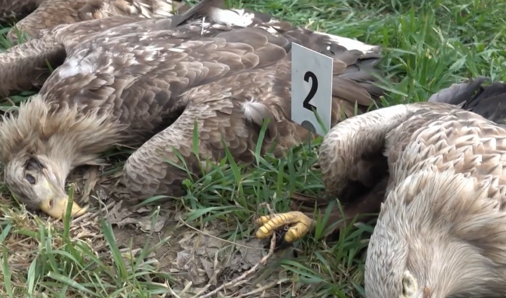 Pytliaci otrávili vzácneho orliaka morského 