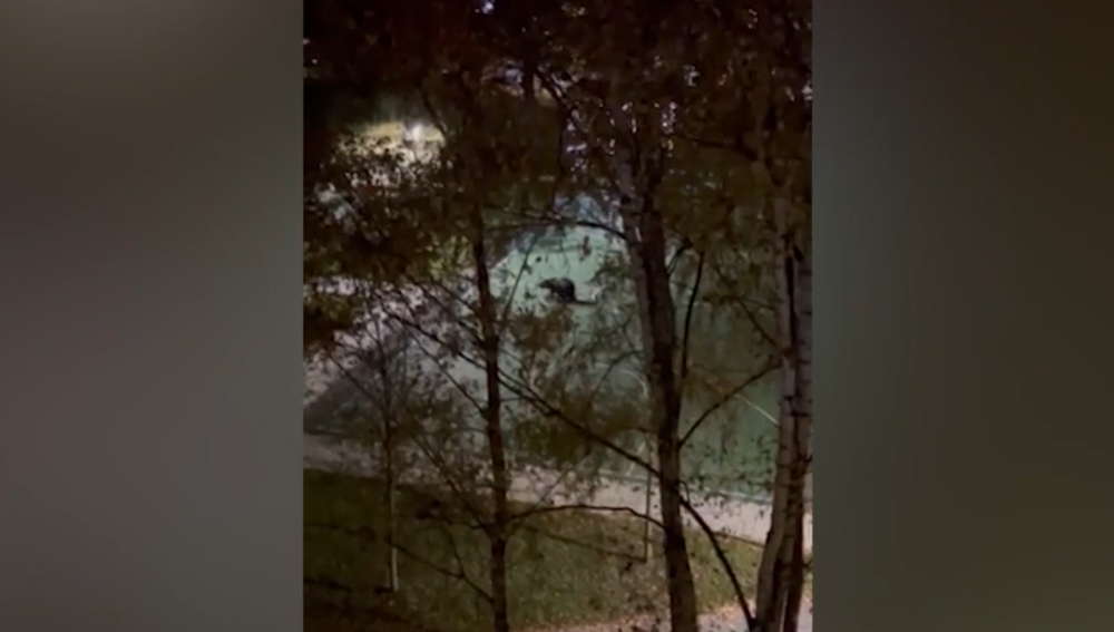 Medveď na Vlčincoch