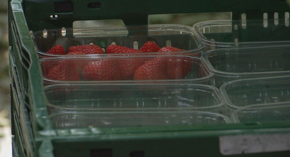 jahody il ovocie (5)