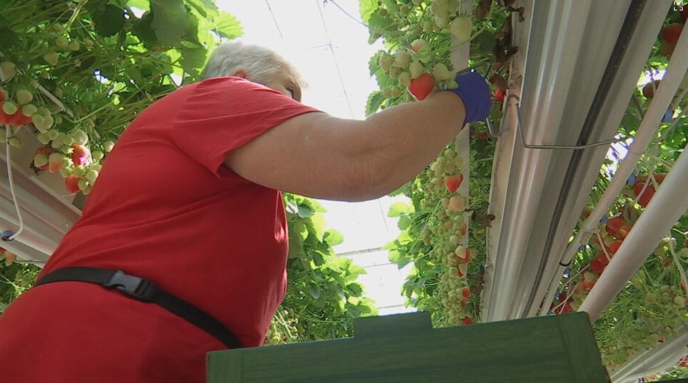 jahodový skleník (7)