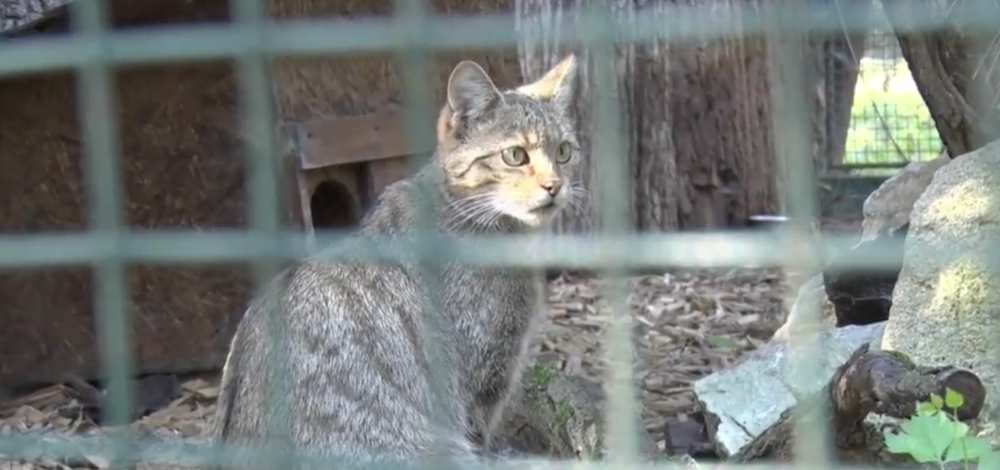 Netradične rozsiahle pátranie  po mačke divej