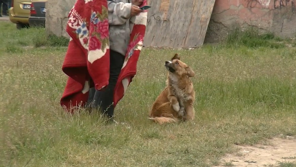 pes il psy v osade (3)