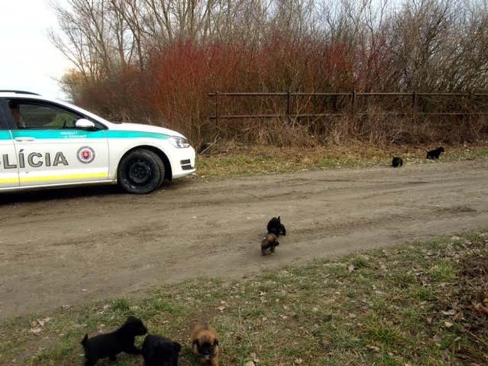 Pri Gabčíkove niekto vyhodil šteniatka k Dunaju, život im zachránila polícia