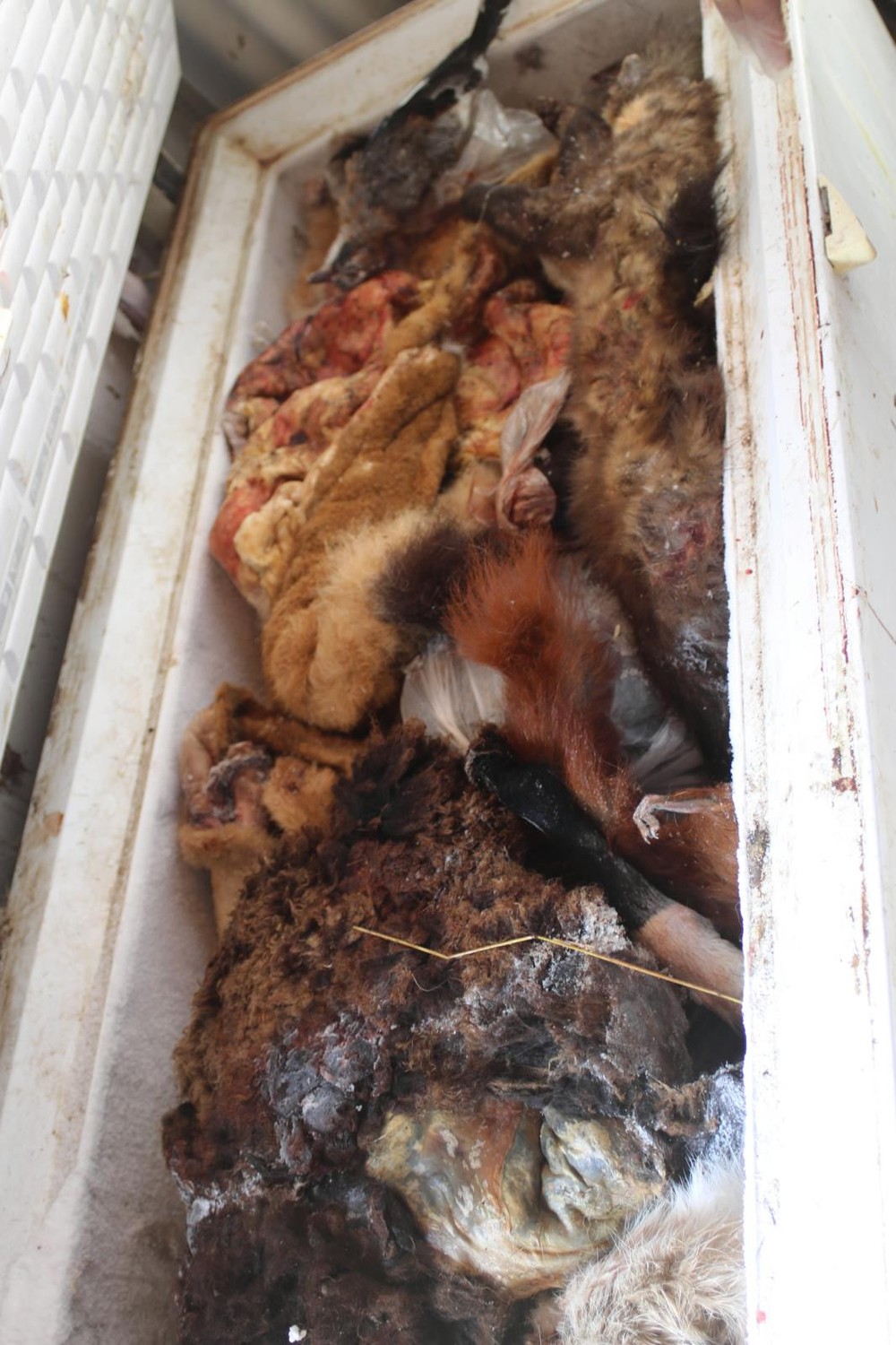 Razia v Prahe proti nelegálnemu obchodovaniu s tigrami