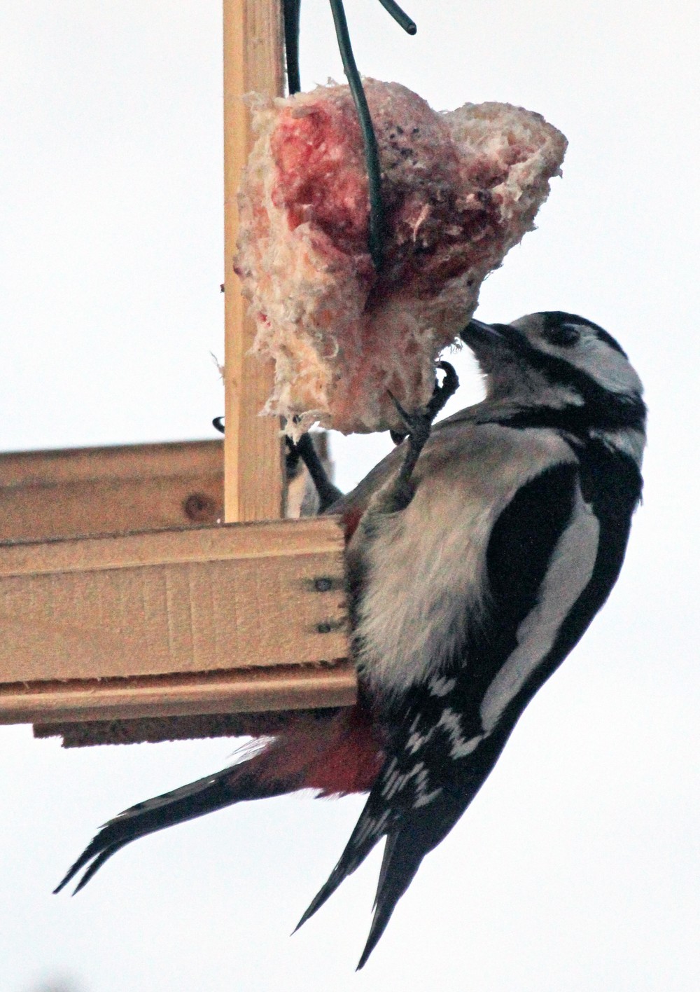 29112016_Prievidza_vtaky_5385437