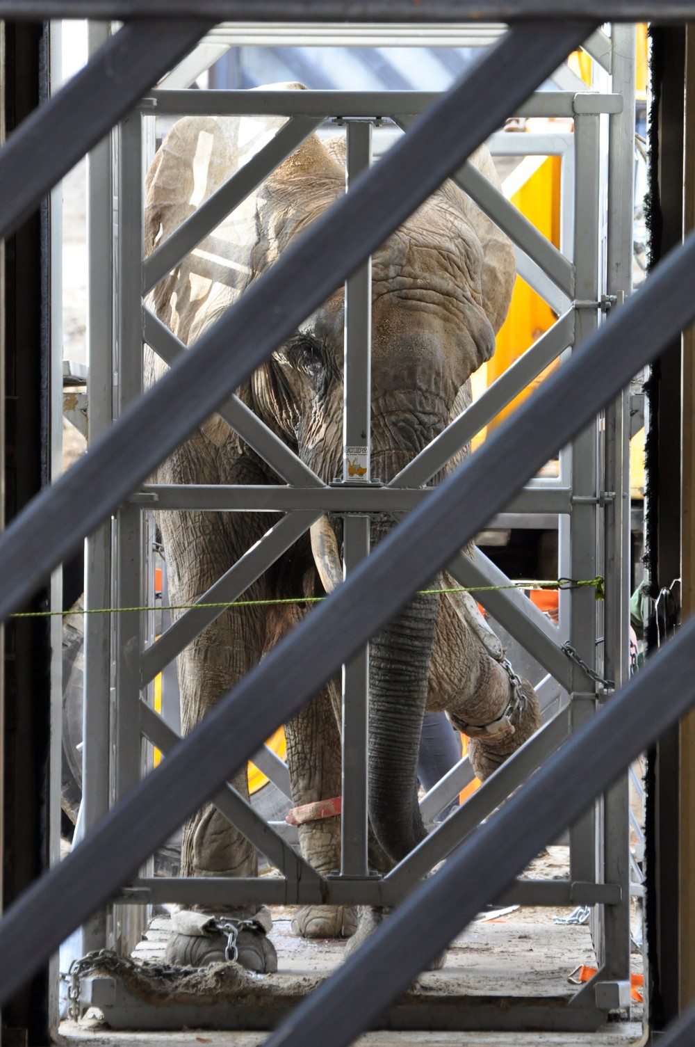 Sťahovanie slonov v ZOO Bojnice