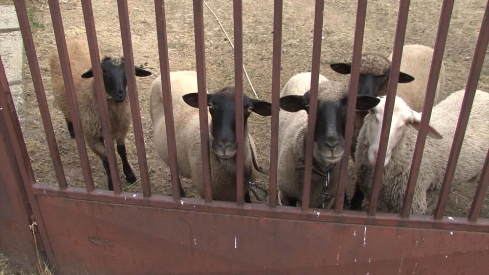 Netradičné zásahy mestskej polície