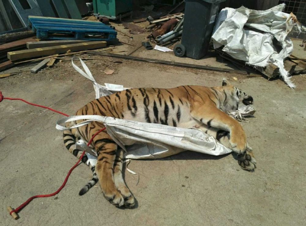 Razia v Prahe proti nelegálnemu obchodovaniu s tigrami