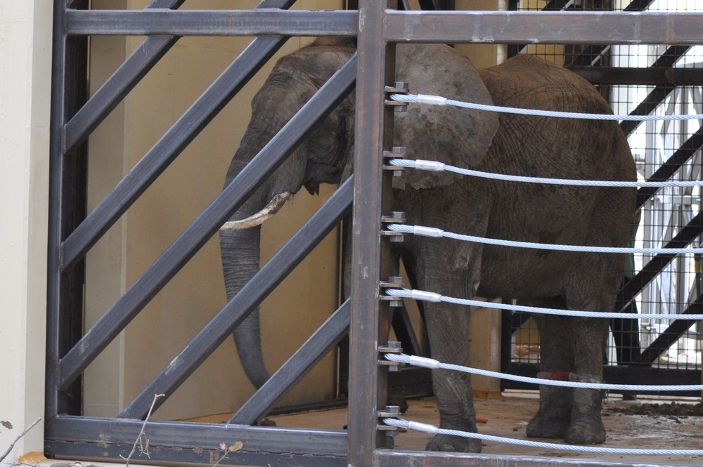 Sťahovanie slonov v ZOO Bojnice
