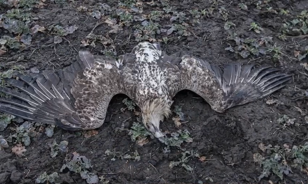 Pytliaci otrávili vzácneho orliaka morského 