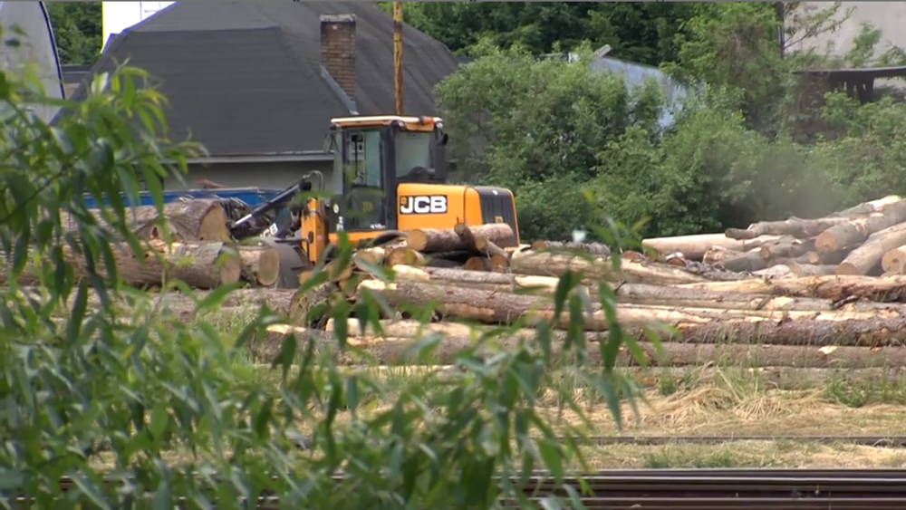Lesy v národnom parku