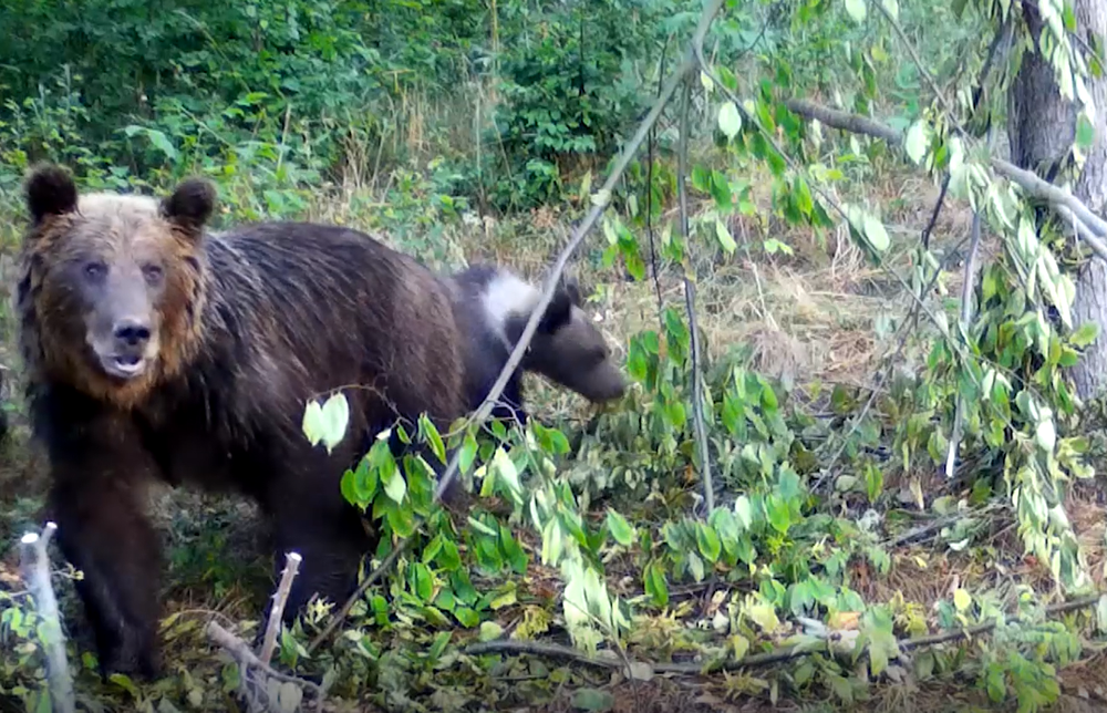 Medvede strácajú plachosť