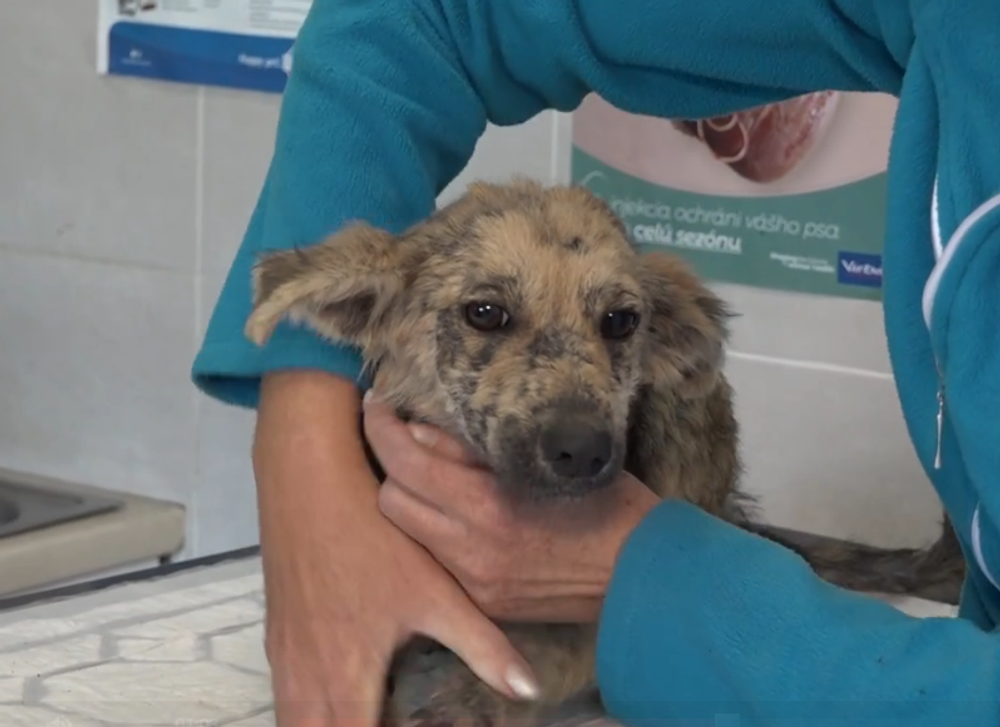 Snímka obrazovky 2024-10-03 173749