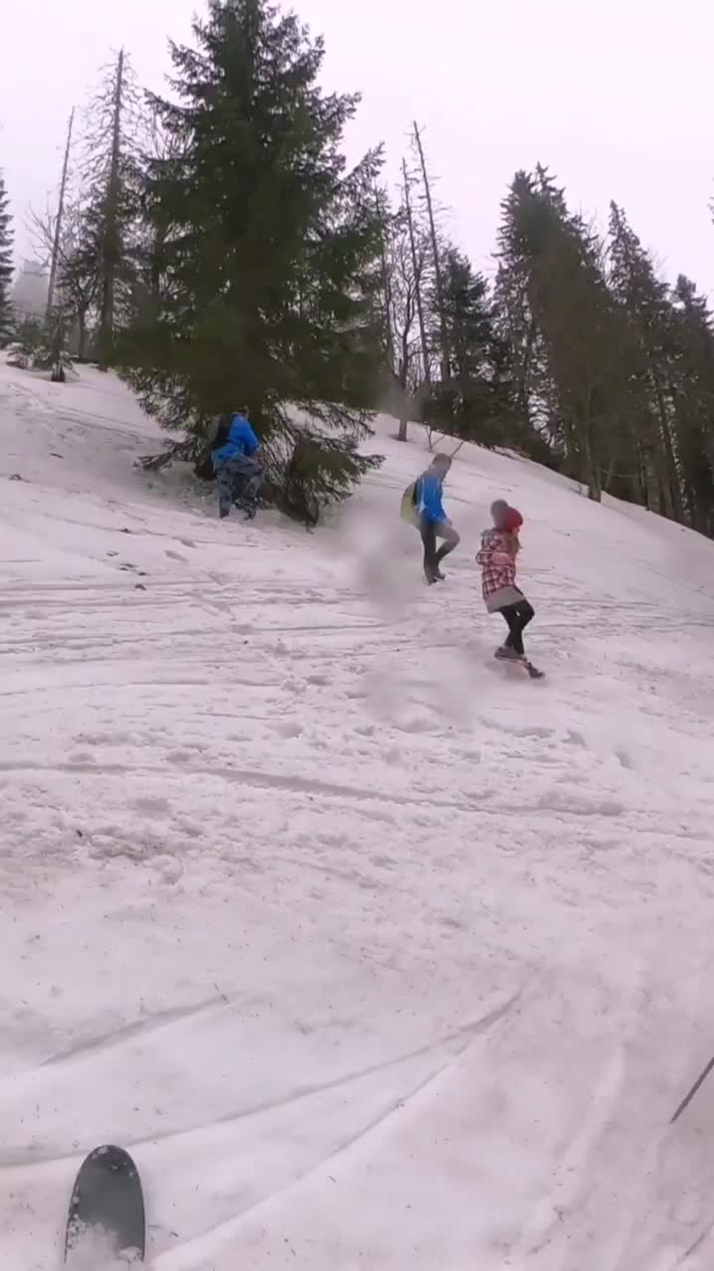 [multi] VIDEO: Medveď v Nízkych Tatrách napadol turistov 3361