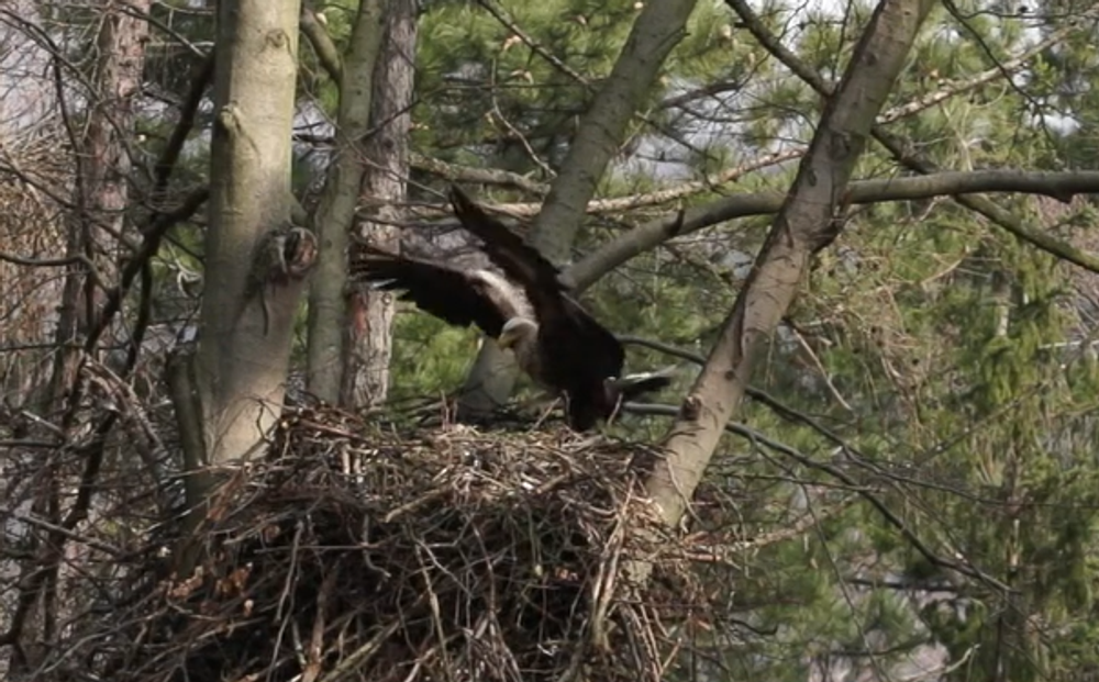 Pytliaci otrávili vzácneho orliaka morského 