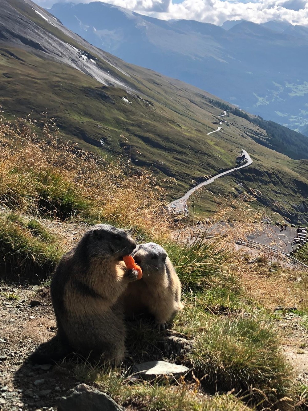 Großglockner