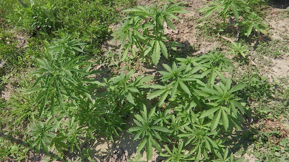 rastliny_marihuany