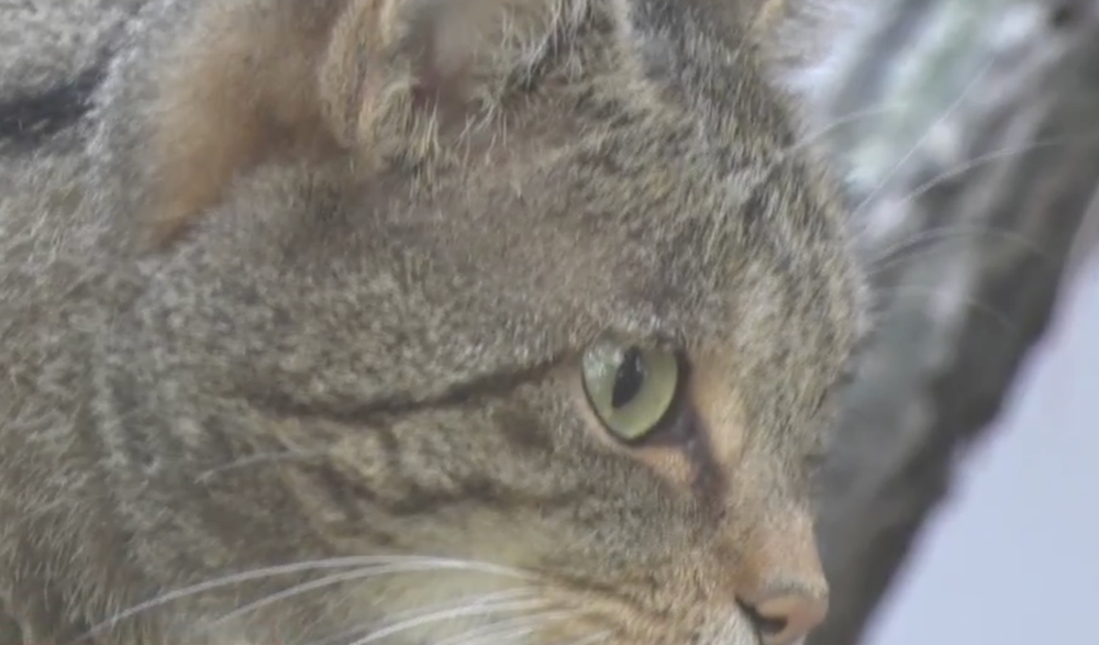 Netradične rozsiahle pátranie  po mačke divej