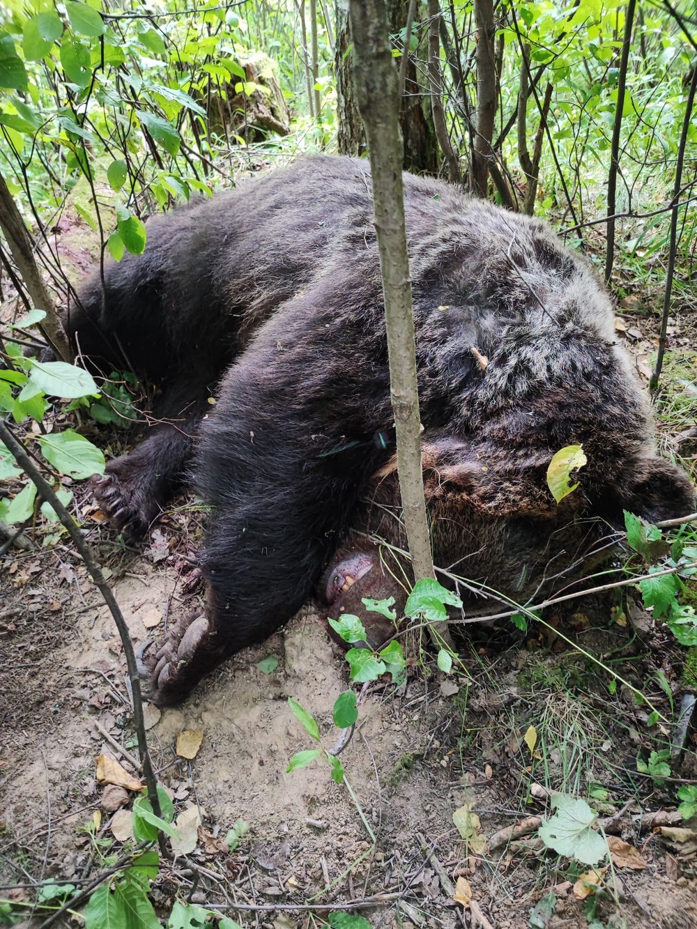 Zastrelený medveď Sučany