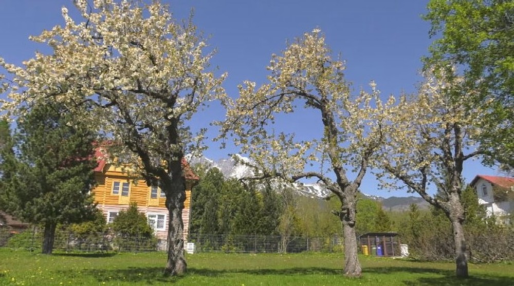 čerešňa prvý máj (7)