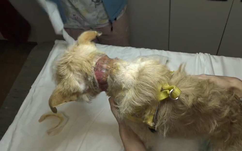 Nevinné obete ľudskej krutosti: Dva psíky mali lano vrastené do krku 