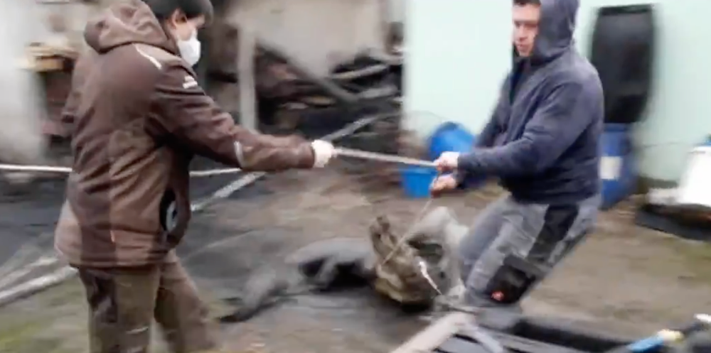 Českí hasiči zachraňovali krokodíla