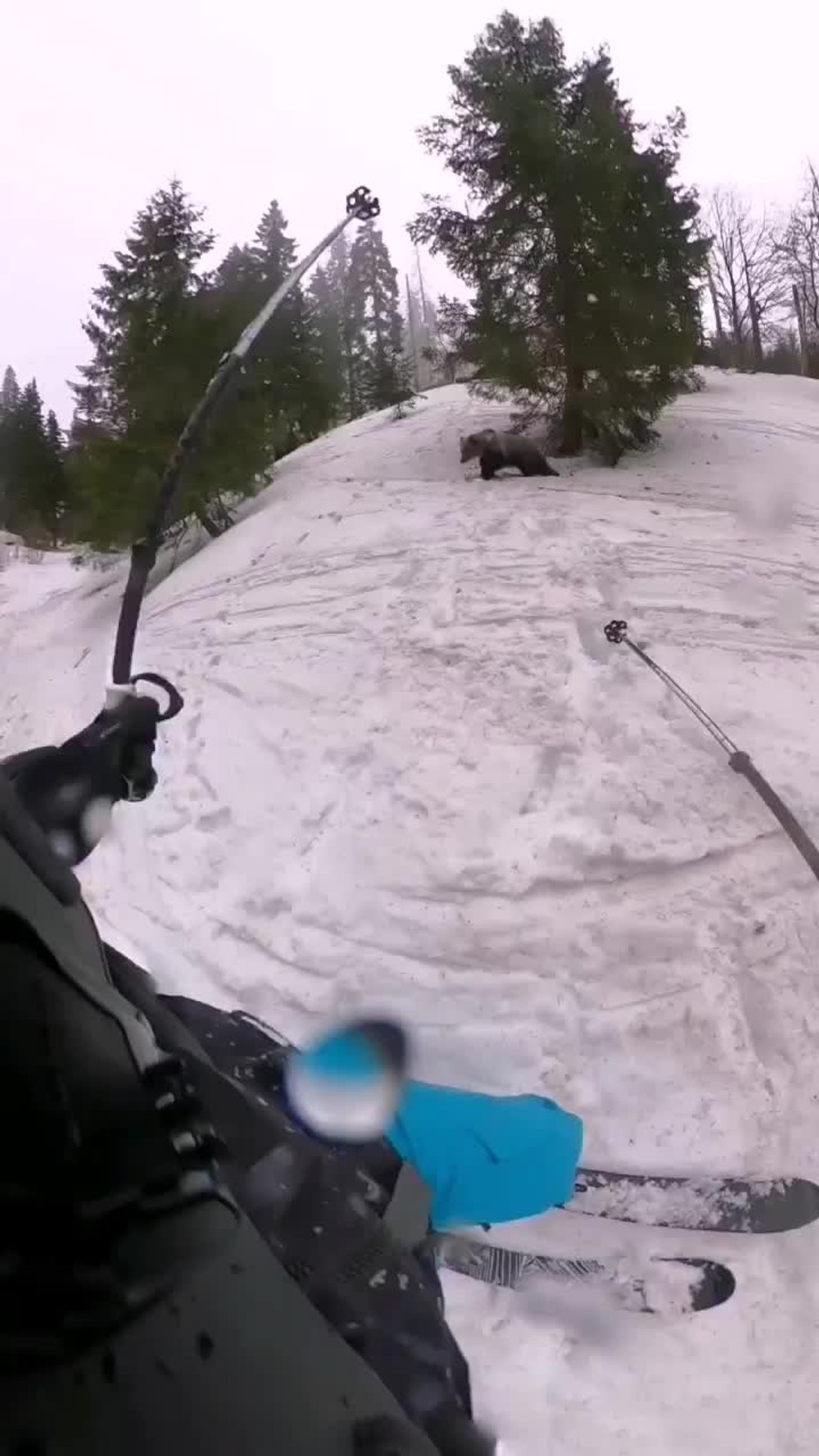 [multi] VIDEO: Medveď v Nízkych Tatrách napadol turistov 3360