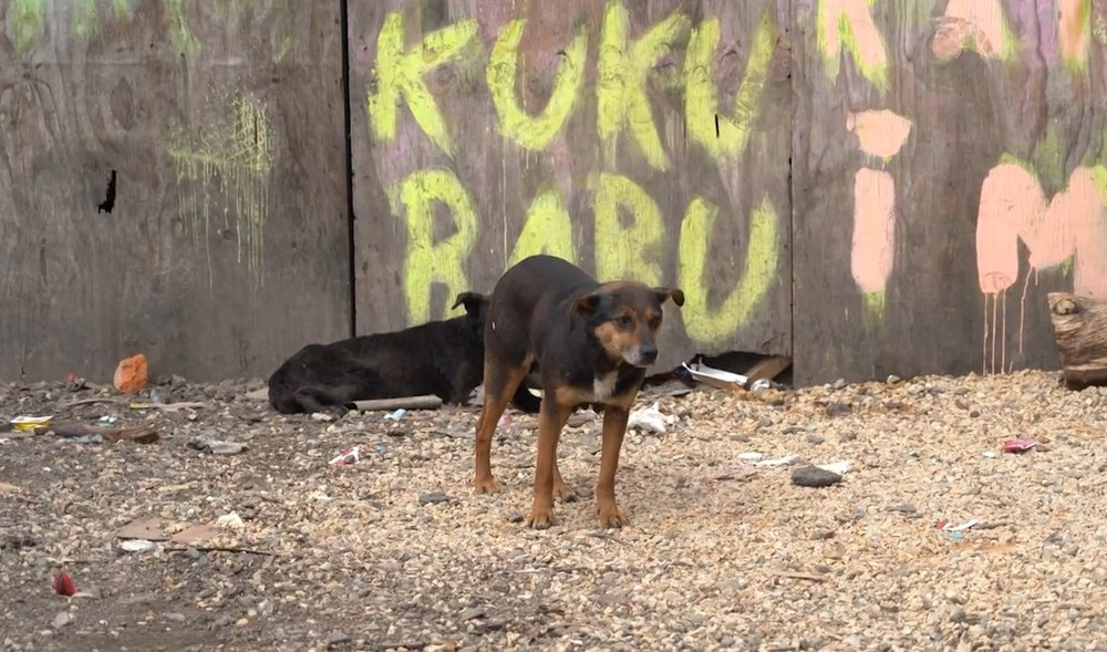 pes il psy v osade (5)