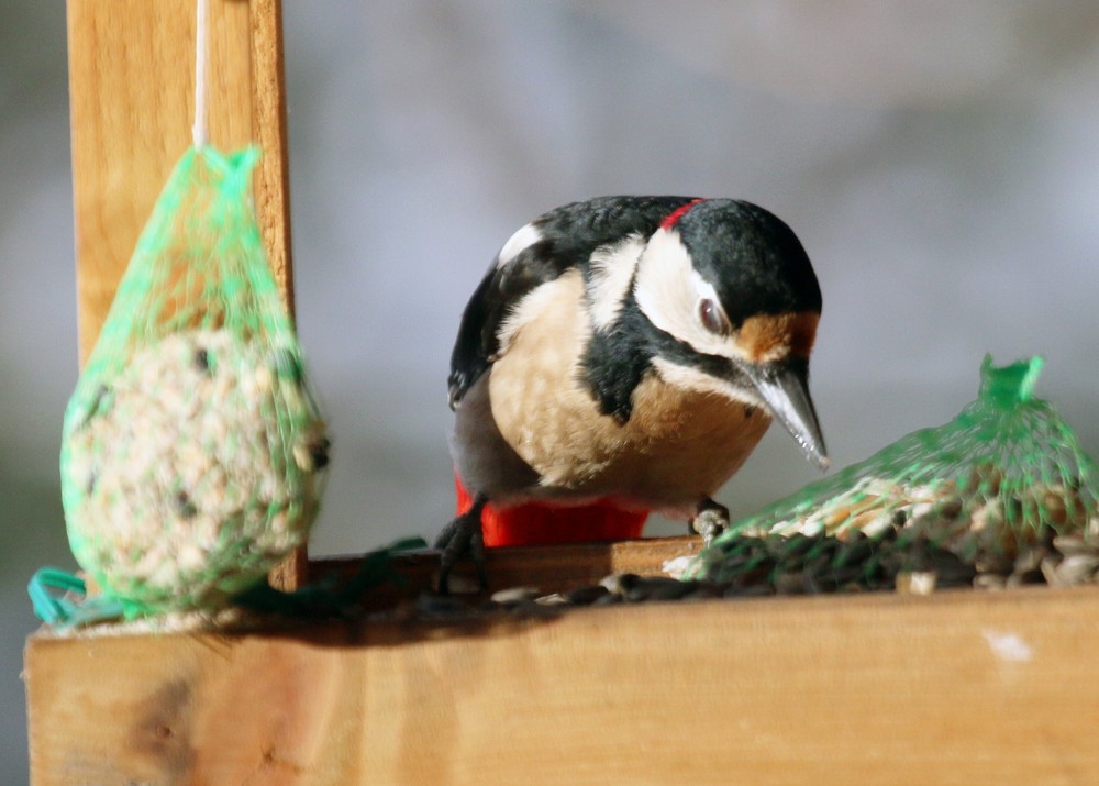 29112016_Prievidza_vtaky_1385438