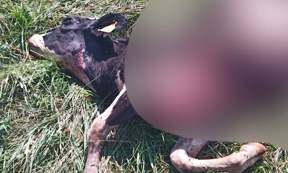 Screenshot 2024-07-11 093418