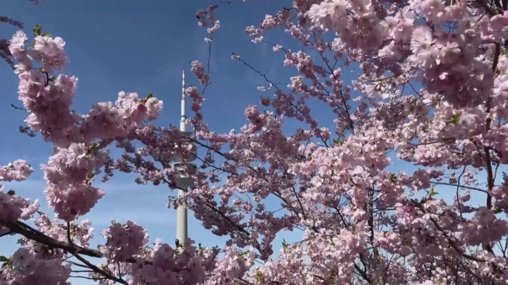 kvety il jar stormy kvet (2)