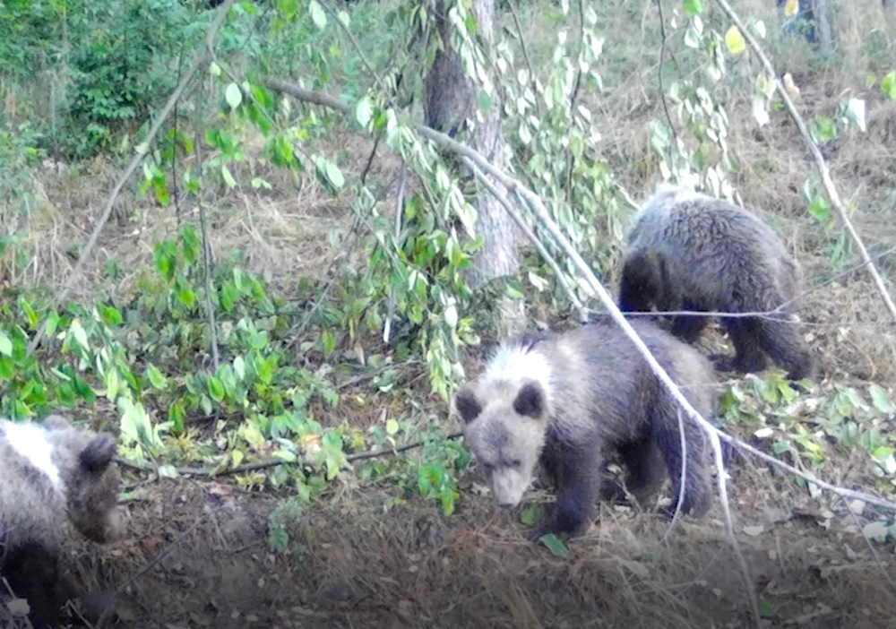 Medvede strácajú plachosť