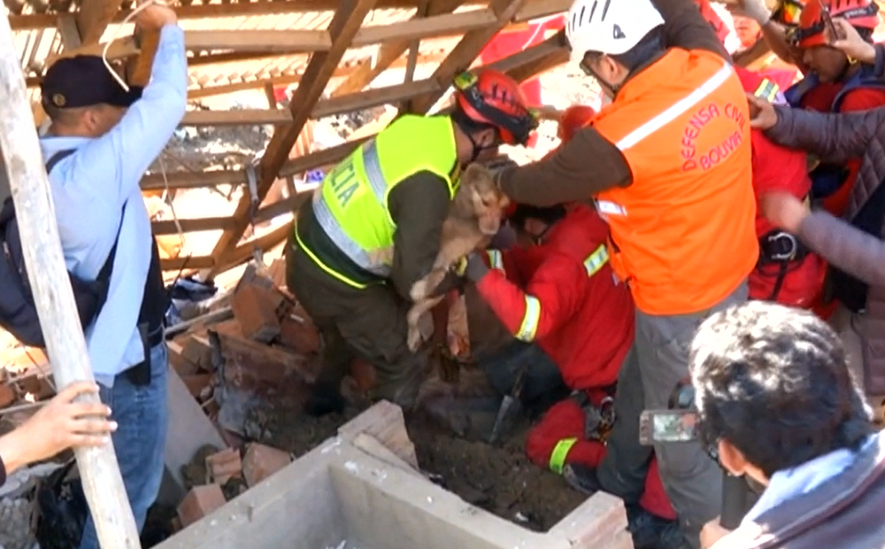 Z ruín domu zachránili psíka