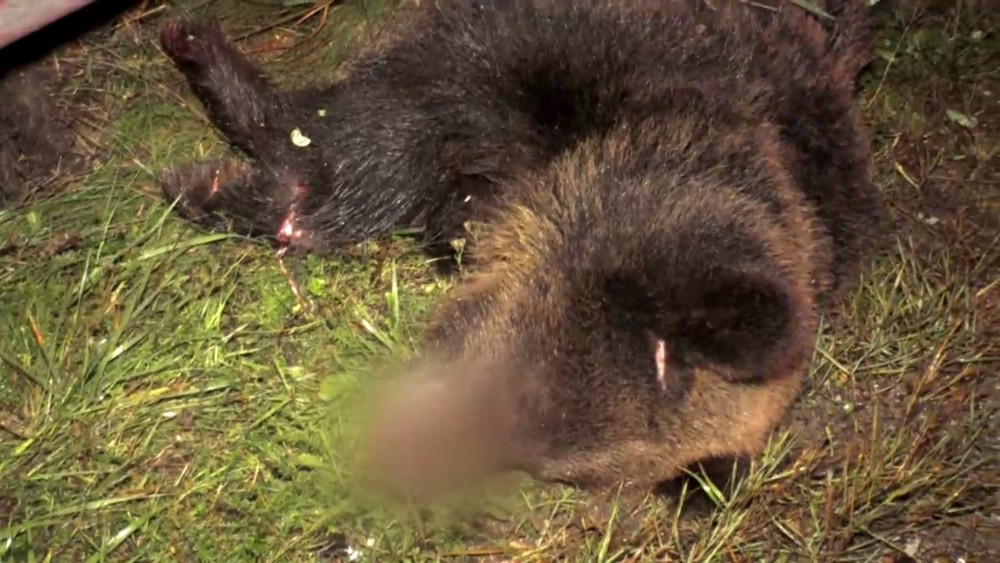 Cestu im skomplikoval asi 6-ročný medveď.