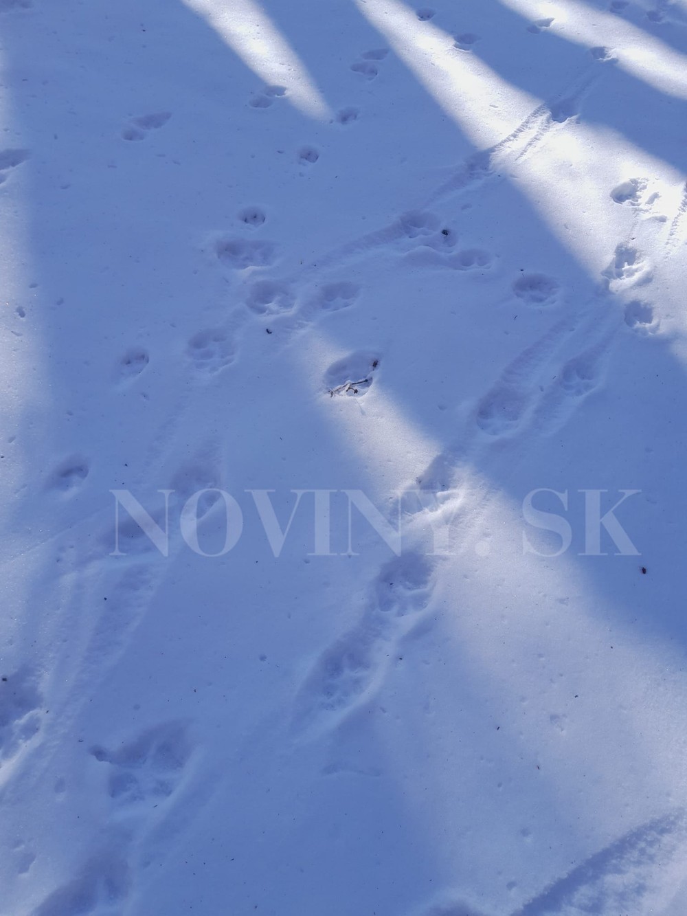 334459179_223598053366203_5125593594121472407_n