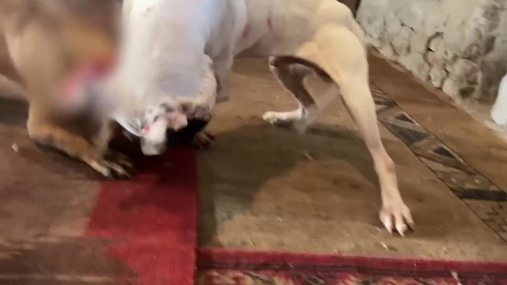 [multi] Psie zápasy 14040